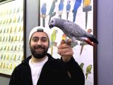 ÜST DÜZEY EĞİTİMLİ KONUŞAN JAKO PAPAĞANIM