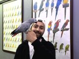 Üst Düzey Eği̇ti̇mli̇ Konuşan Jako Papağanim