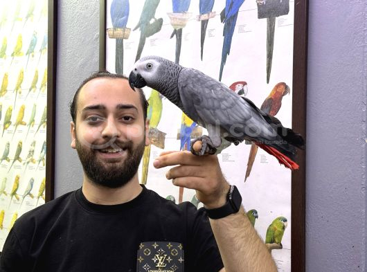 Jumbo Boy 200 Keli̇me Konuşan Evci̇l Jako