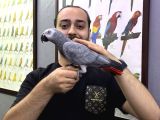 Jumbo Boy 200 Keli̇me Konuşan Evci̇l Jako
