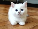 British Shorthair NS1133 Ümraniye