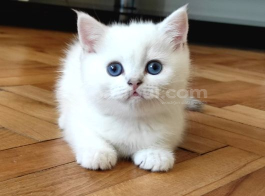 British Shorthair Ns1133 Ümraniye