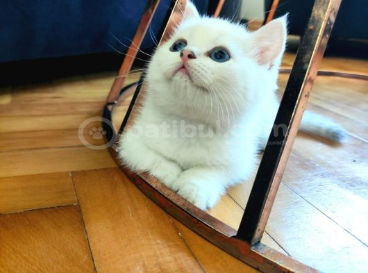 British Shorthair Ns1133 Ümraniye görsel