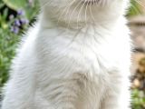 British Shorthair Ns1133 Ümraniye