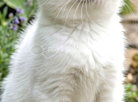 British Shorthair Ns1133 Ümraniye görsel