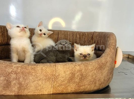 Anne Altindan Veteri̇ner Heki̇m Kontrollü Bebekler görsel
