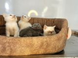 Anne Altindan Veteri̇ner Heki̇m Kontrollü Bebekler