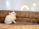 Anne Altindan Veteri̇ner Heki̇m Kontrollü Bebekler