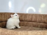 ANNE ALTINDAN VETERİNER HEKİM KONTROLLÜ BEBEKLER