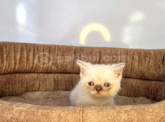 Anne Altindan Veteri̇ner Heki̇m Kontrollü Bebekler görsel