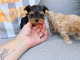 En Sevimlileri Petmode Köpek Çiftliğinden Ziyarete Açık Morkie Yavrularımız