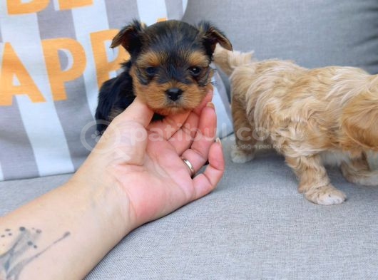 En Sevimlileri Petmode Köpek Çiftliğinden Ziyarete Açık Morkie Yavrularımız görsel