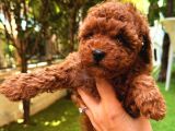 4 Aylık 700 Gr  Kore Micro Tea Cup Petmode Köpek Çifrliğinde