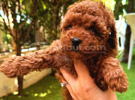 4 Aylık 700 Gr  Kore Micro Tea Cup Petmode Köpek Çifrliğinde görsel