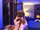 4 Aylık 700 Gr  Kore Micro Tea Cup Petmode Köpek Çifrliğinde