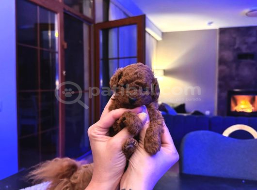 4 Aylık 700 Gr  Kore Micro Tea Cup Petmode Köpek Çifrliğinde görsel
