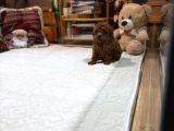 Kore Safkan Poodle