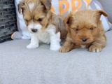 En Sevimlileri Petmode Köpek Çiftliğinden Ziyarete Açık Morkie Yavrularımız