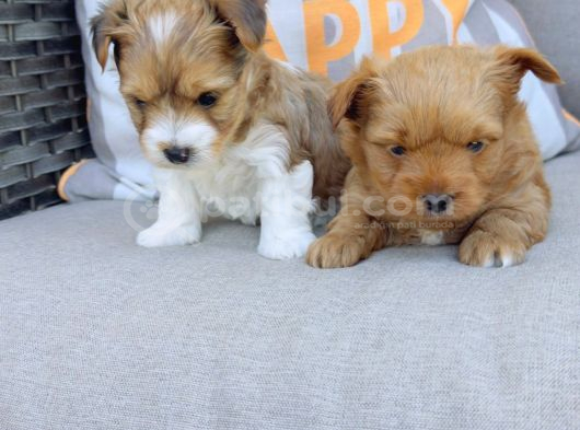 En Sevimlileri Petmode Köpek Çiftliğinden Ziyarete Açık Morkie Yavrularımız görsel