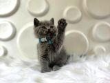 Minnak British Shorthair Gri Erkek Yavrumuz