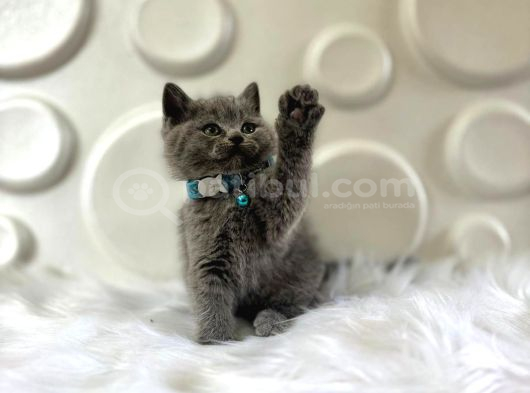 Minnak British Shorthair Gri Erkek Yavrumuz görsel