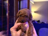 4 Aylık 700 Gr  Kore Micro Tea Cup Petmode Köpek Çifrliğinde