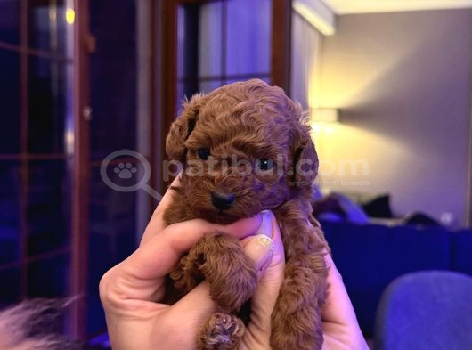 4 Aylık 700 Gr  Kore Micro Tea Cup Petmode Köpek Çifrliğinde görsel