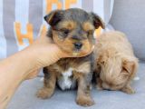 En Sevimlileri Petmode Köpek Çiftliğinden Ziyarete Açık Morkie Yavrularımız