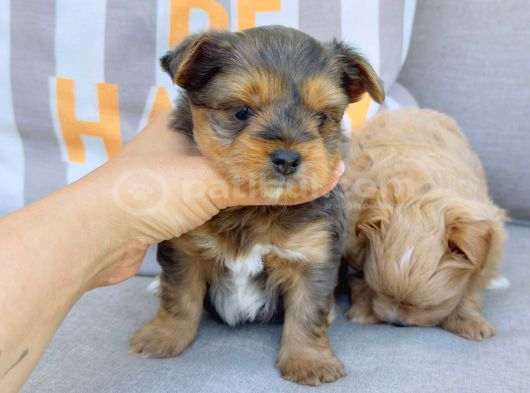 En Sevimlileri Petmode Köpek Çiftliğinden Ziyarete Açık Morkie Yavrularımız görsel