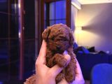4 Aylık 700 Gr  Kore Micro Tea Cup Petmode Köpek Çifrliğinde