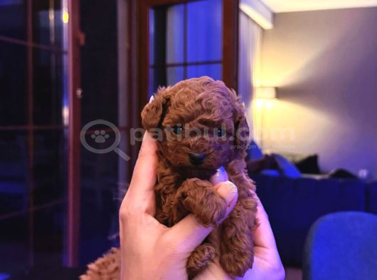 4 Aylık 700 Gr  Kore Micro Tea Cup Petmode Köpek Çifrliğinde görsel