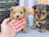 En Sevimlileri Petmode köpek çiftliğinden ziyarete açık morkie yavrularımız