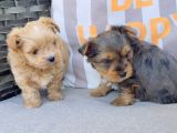 En Sevimlileri Petmode Köpek Çiftliğinden Ziyarete Açık Morkie Yavrularımız