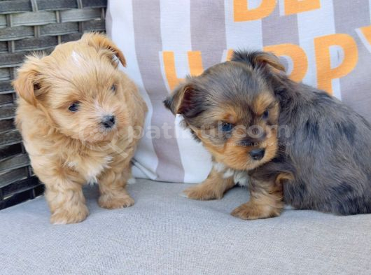 En Sevimlileri Petmode Köpek Çiftliğinden Ziyarete Açık Morkie Yavrularımız görsel