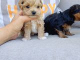 En Sevimlileri Petmode Köpek Çiftliğinden Ziyarete Açık Morkie Yavrularımız