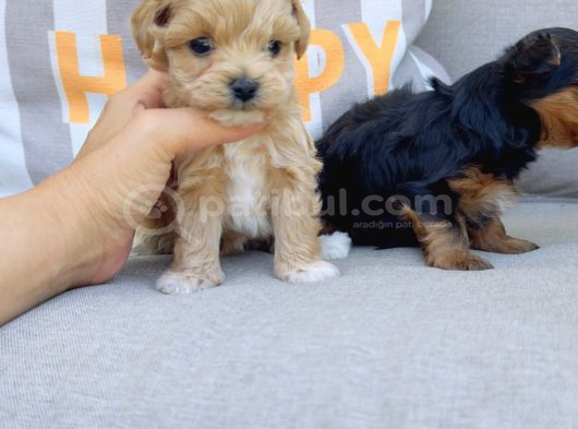 En Sevimlileri Petmode Köpek Çiftliğinden Ziyarete Açık Morkie Yavrularımız görsel