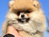 Boo Face Pomeranian Yavruları