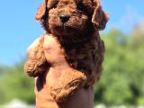 Orijinal Toy Poodle Yavrularımız