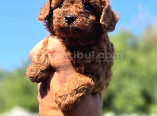 Orijinal Toy Poodle Yavrularımız görsel