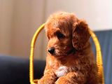Minnak maltipoo yavrum