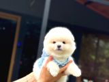 Ayıcık Surat Pomeranian Yavrular