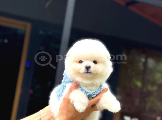 Ayıcık Surat Pomeranian Yavrular görsel