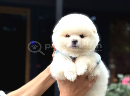 Ayıcık Surat Pomeranian Yavrular