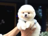 Ayıcık Surat Pomeranian Yavrular