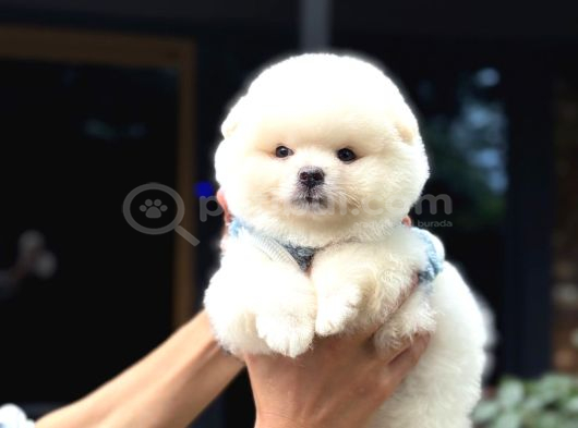 Ayıcık Surat Pomeranian Yavrular görsel