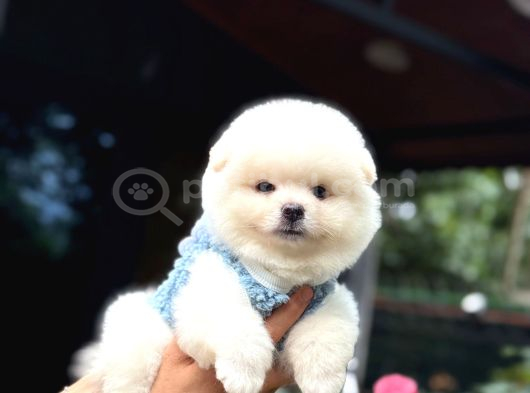 Ayıcık Surat Pomeranian Yavrular görsel