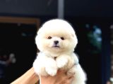 Ayıcık Surat Pomeranian Yavrular