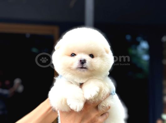 Ayıcık Surat Pomeranian Yavrular görsel