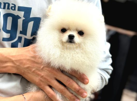 Irk Garantili Pomeranian Boo