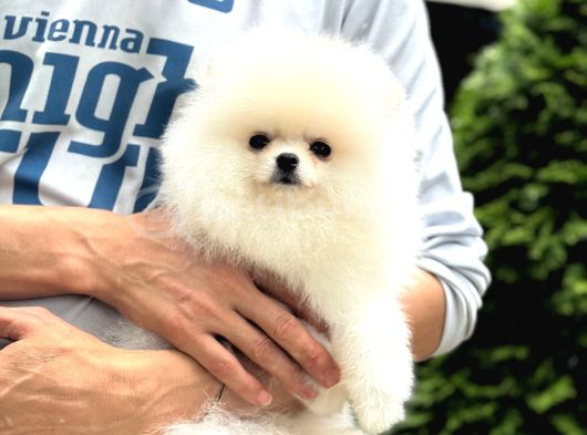 Irk Garantili Pomeranian Boo görsel